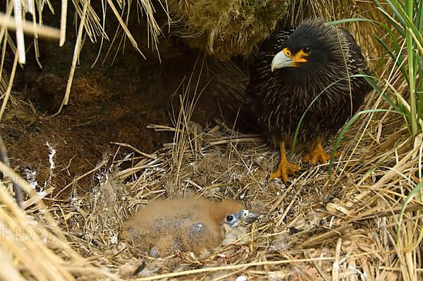 Striped striated caracara