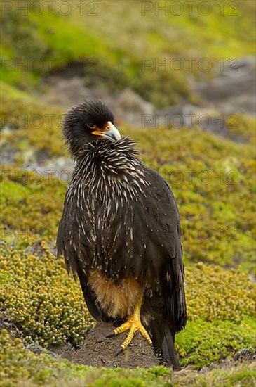 Striped striated caracara