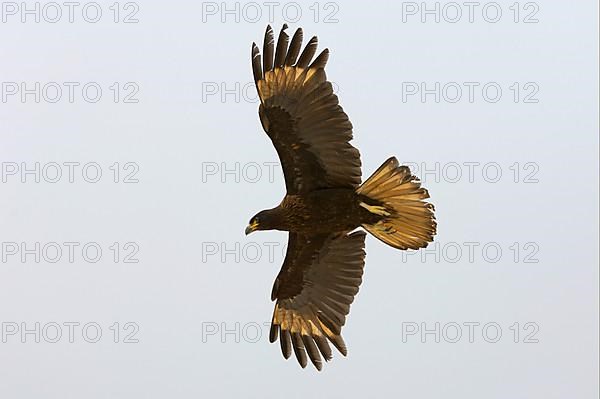 Falkland's Caracara