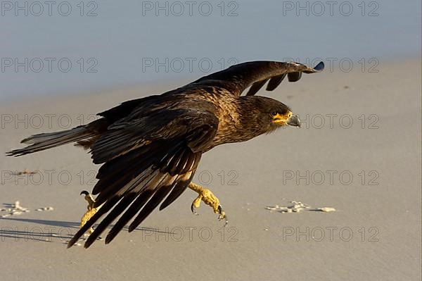 Falkland's Caracara