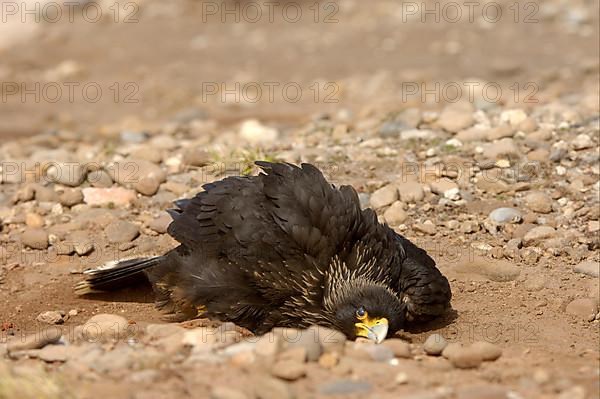 Striped striated caracara