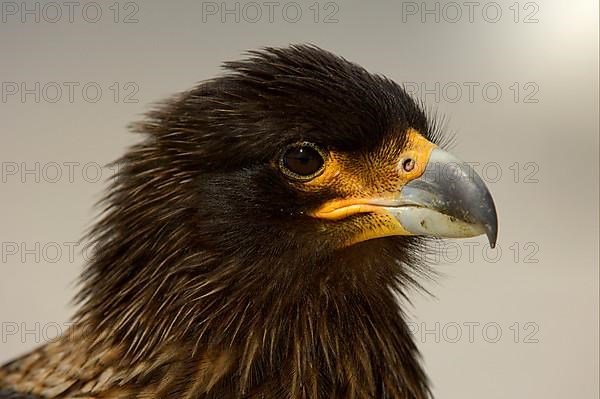 Falkland's Caracara