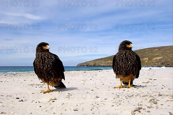 Falkland's Caracara