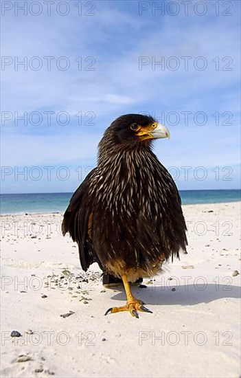 Falkland's Caracara