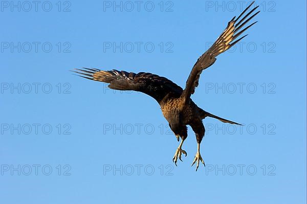 Falkland's Caracara