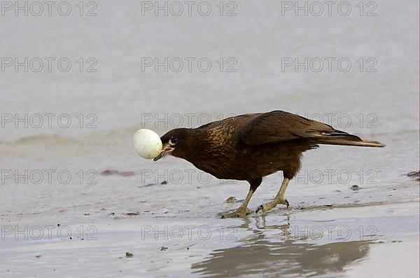 Falkland's Caracara