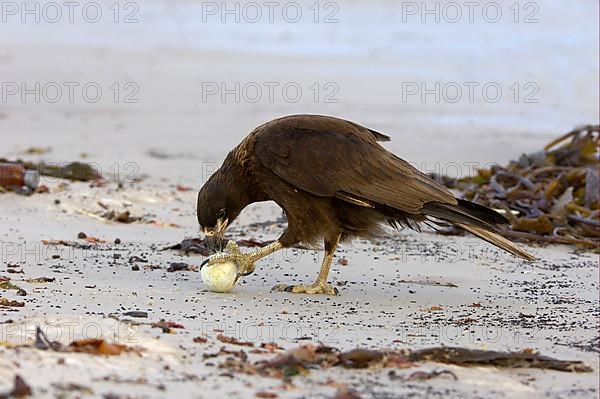 Falkland's Caracara