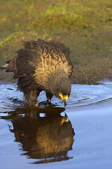 Falkland's Caracara