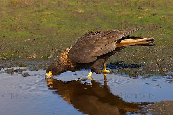 Falkland's Caracara