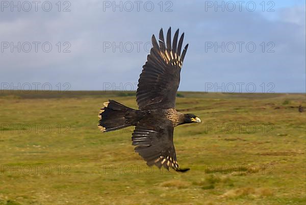 Striped striated caracara