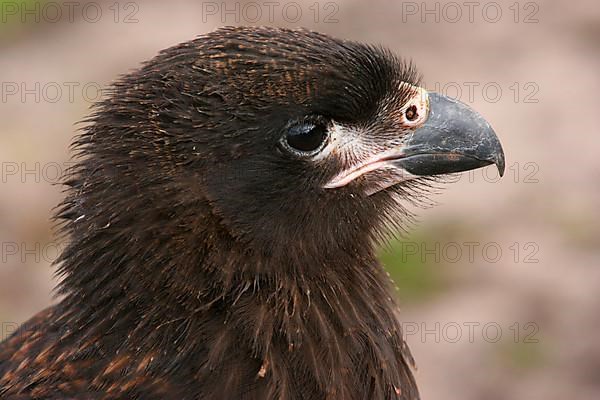 Falkland's Caracara