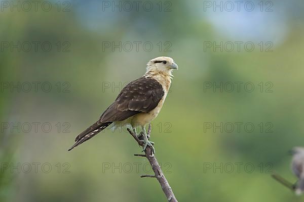 Yellow-headed caracara