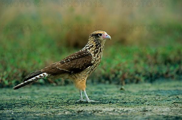 Yellow-headed yellow-headed caracara