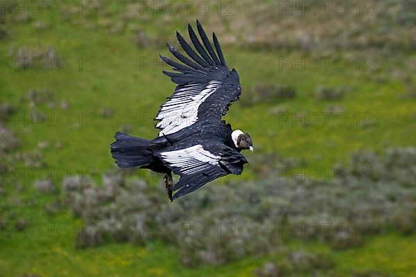 Andean condor