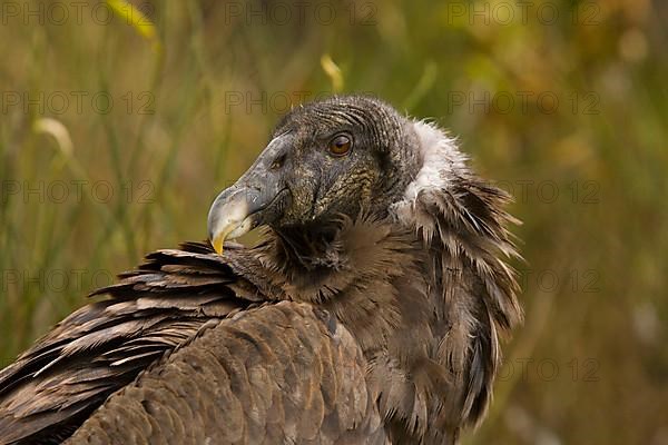 Andean condor