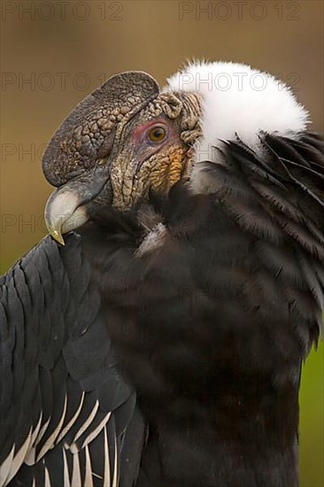 Andean condor