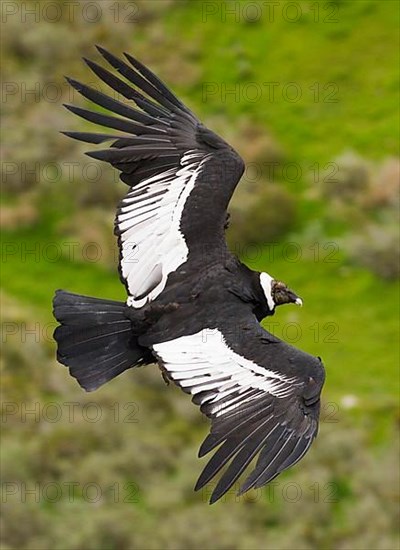 Andean condor