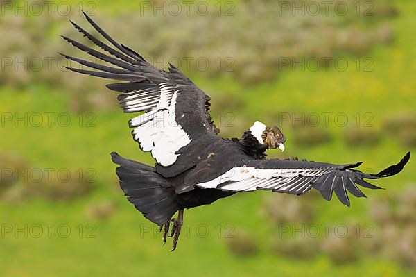 Andean condor