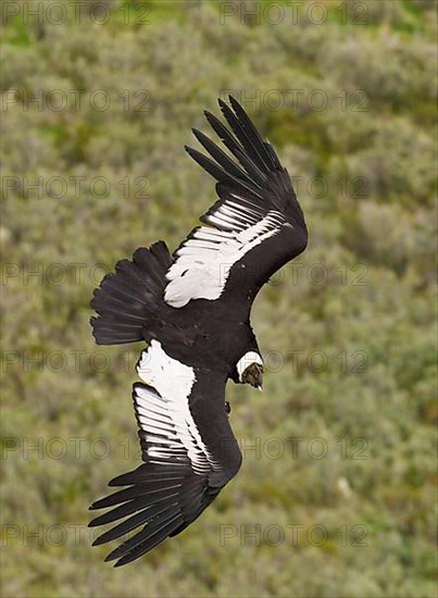 Andean condor