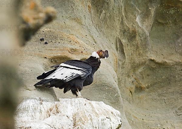 Andean condor