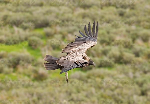 Andean Condor