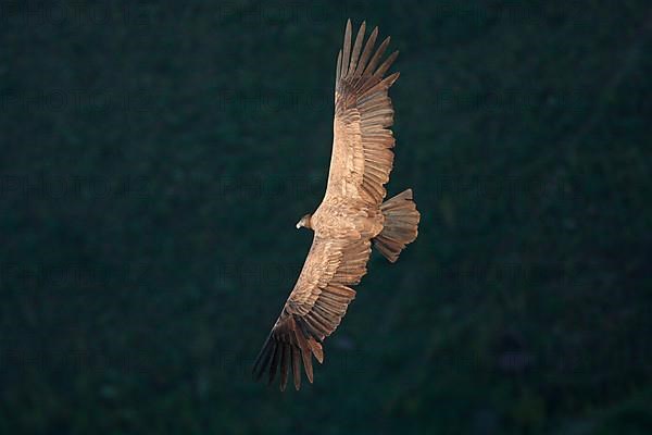 Andean Condor