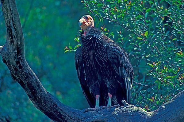 Californian Condor