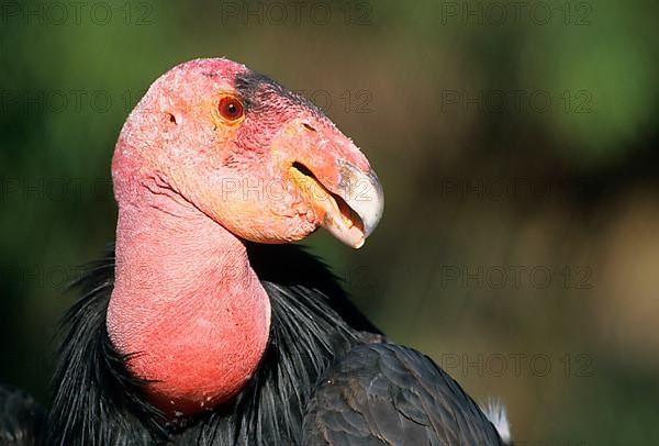 California condor