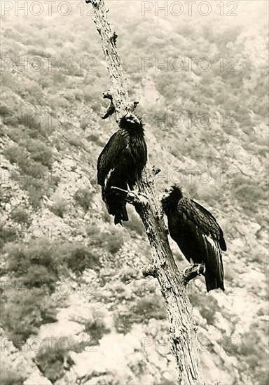 California california condor