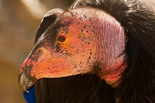 California Condor