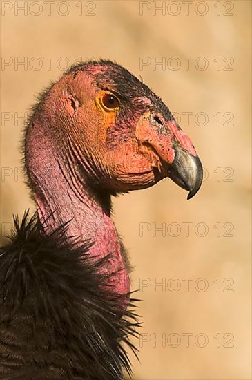 California Condor