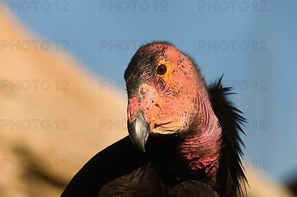 California Condor