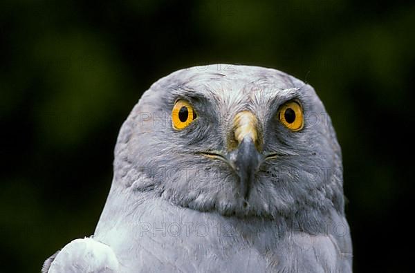 Hen Harrier