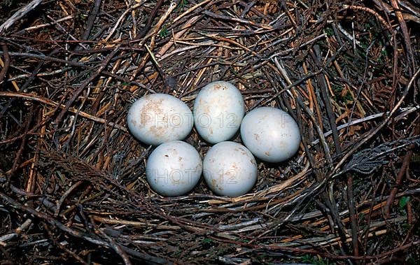 Hen Harrier