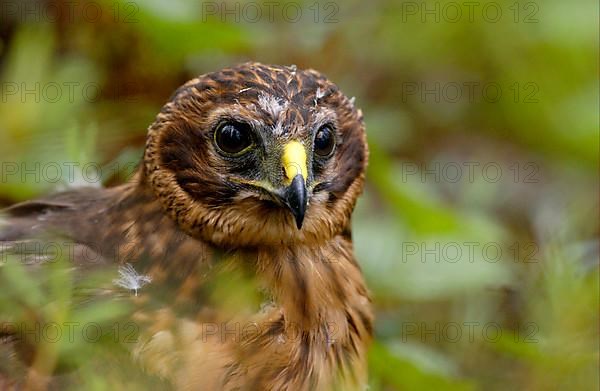 Hen Harrier