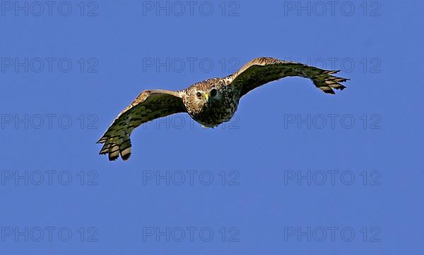 Hen Harrier