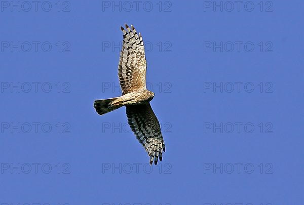 Hen Harrier