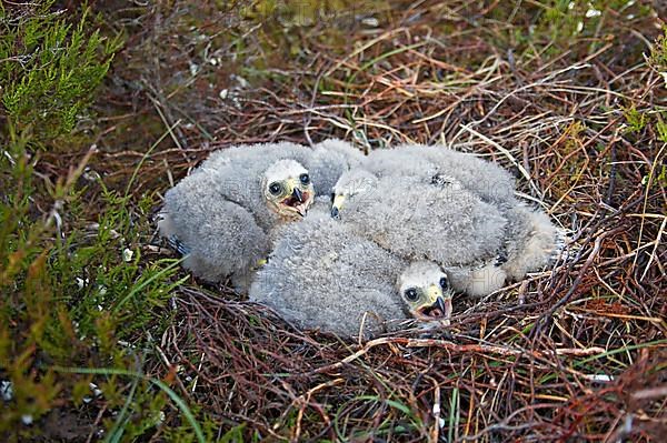 Hen harrier