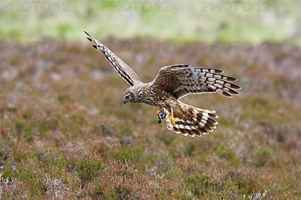 Hen harrier