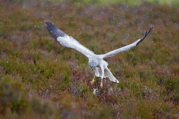 Hen harrier