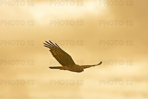 Hen Harrier