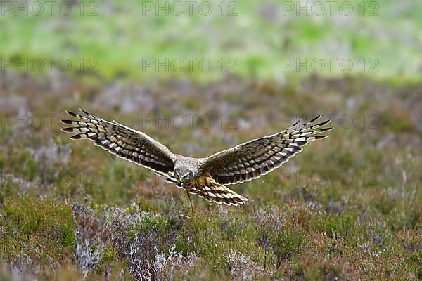 Hen harrier