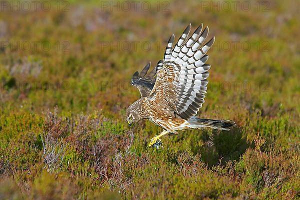 Hen harrier