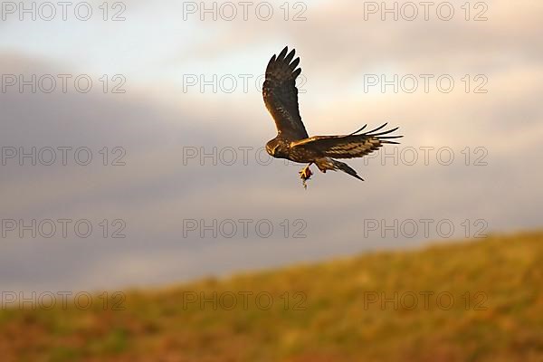 Hen harrier