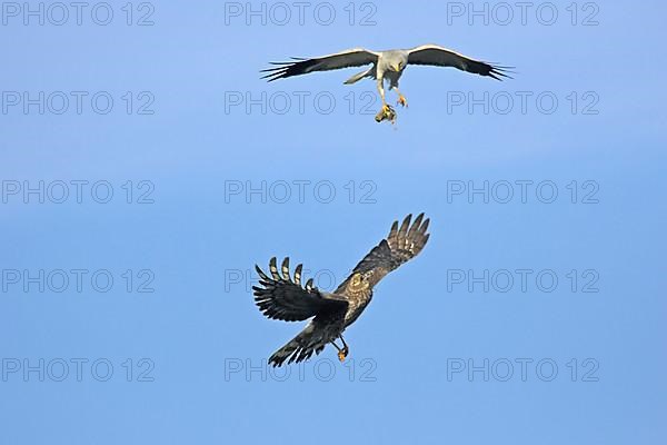 Hen harrier