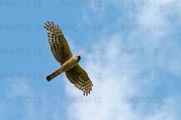 Hen Harrier