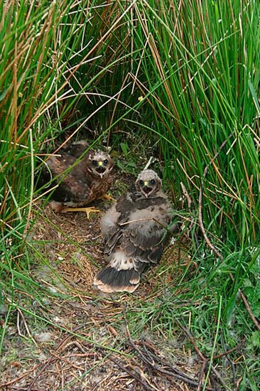 Hen Harrier