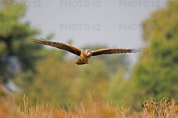 Hen Harrier