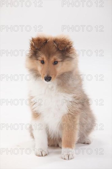 Sheltie