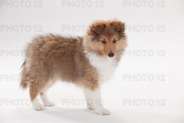 Sheltie